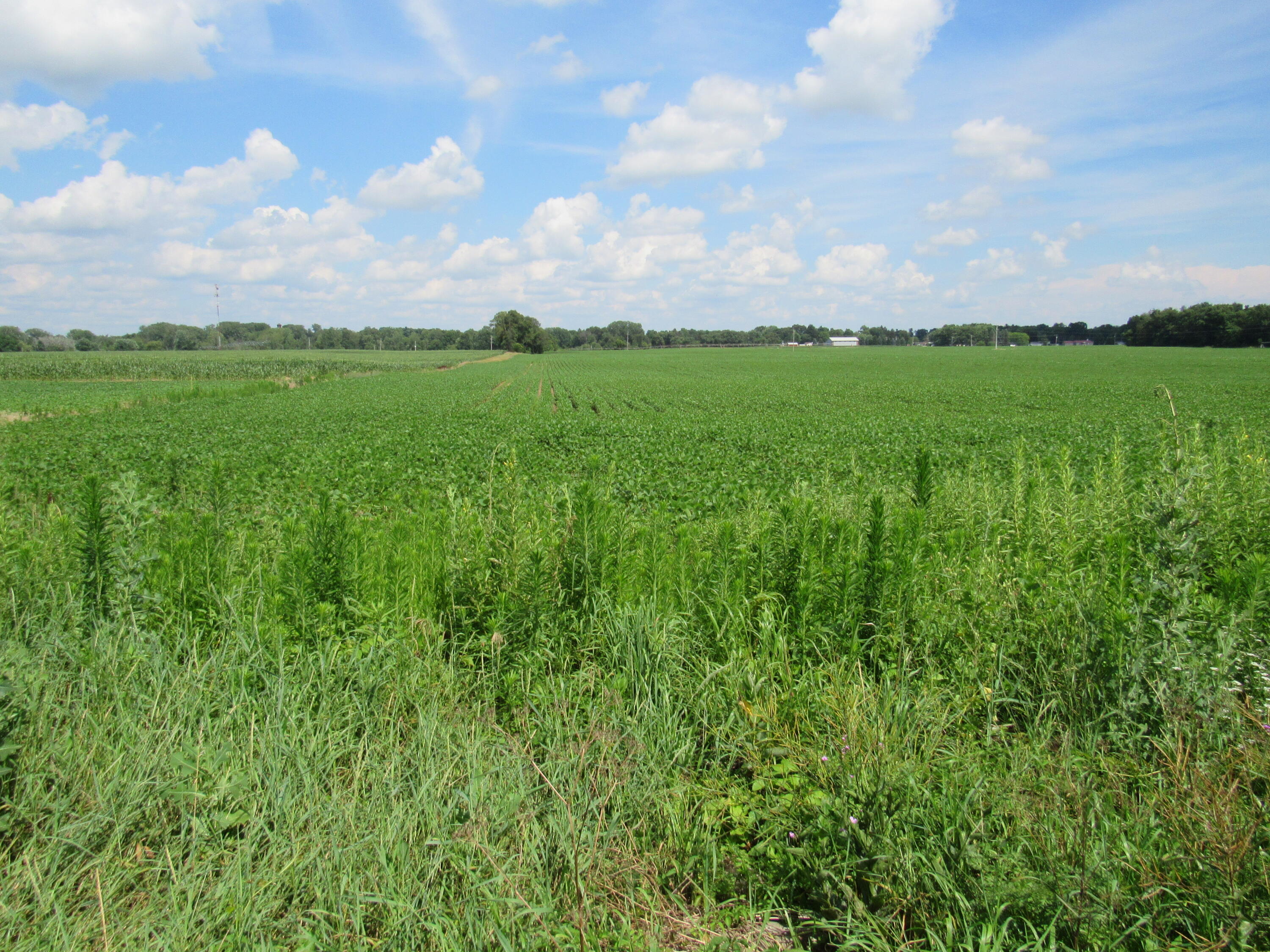 Farrand Road Property Photo 10