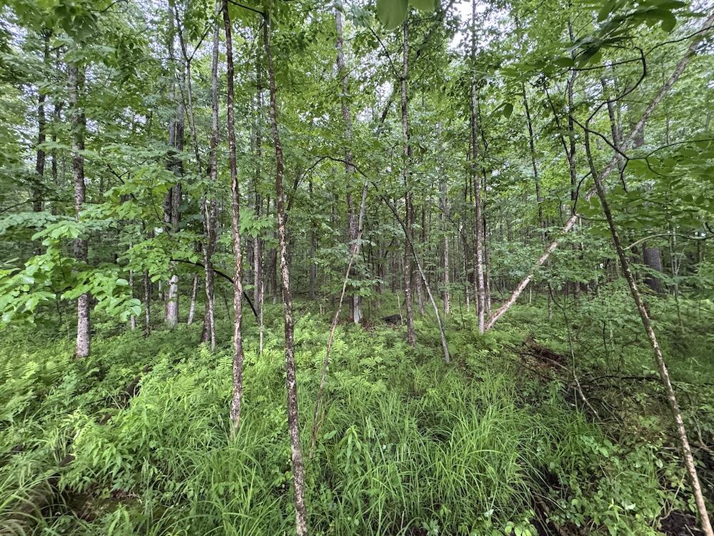 Pinecrest Drive Property Photo 21