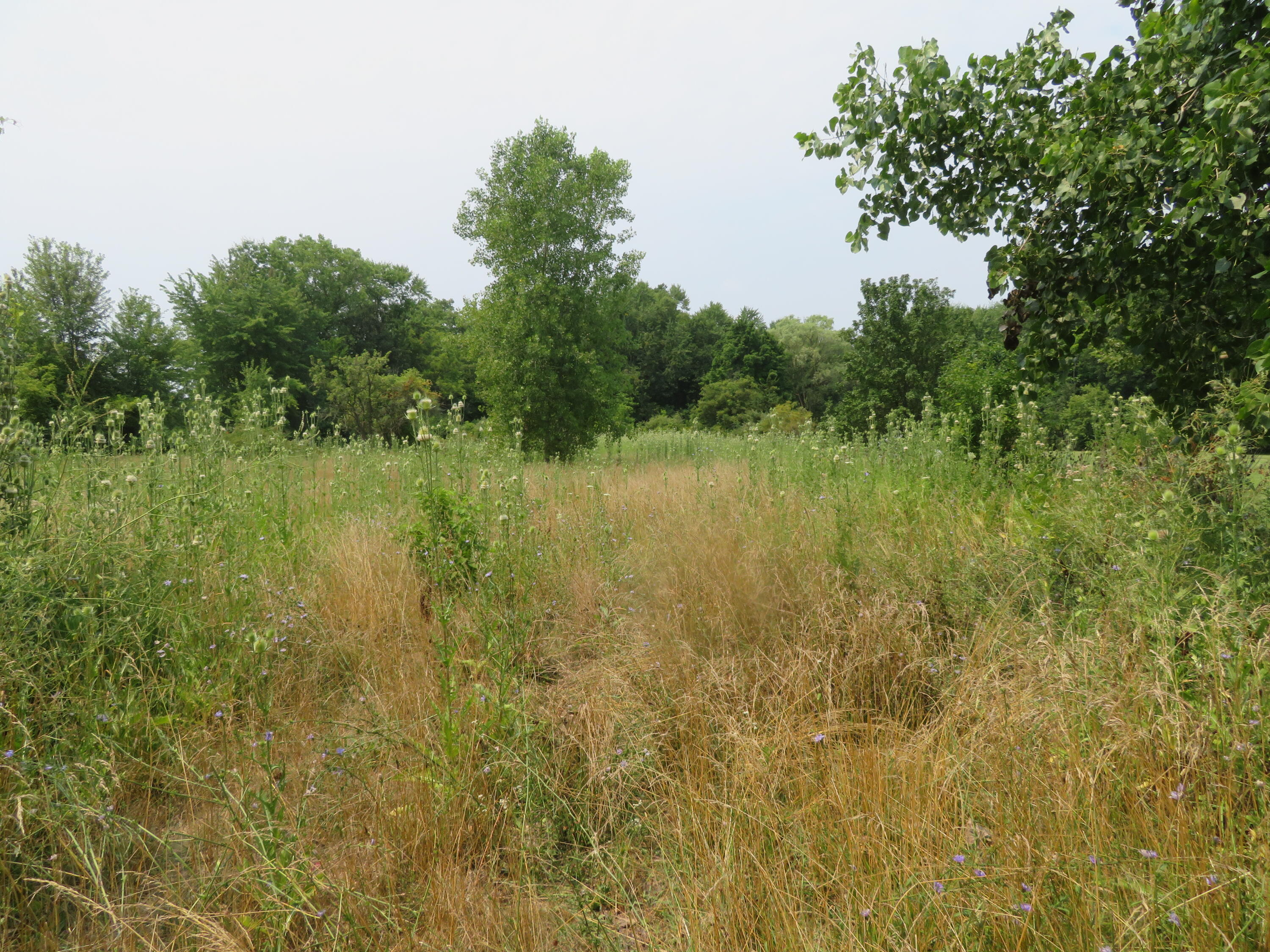 11000 Morton Taylor Road Property Photo 17