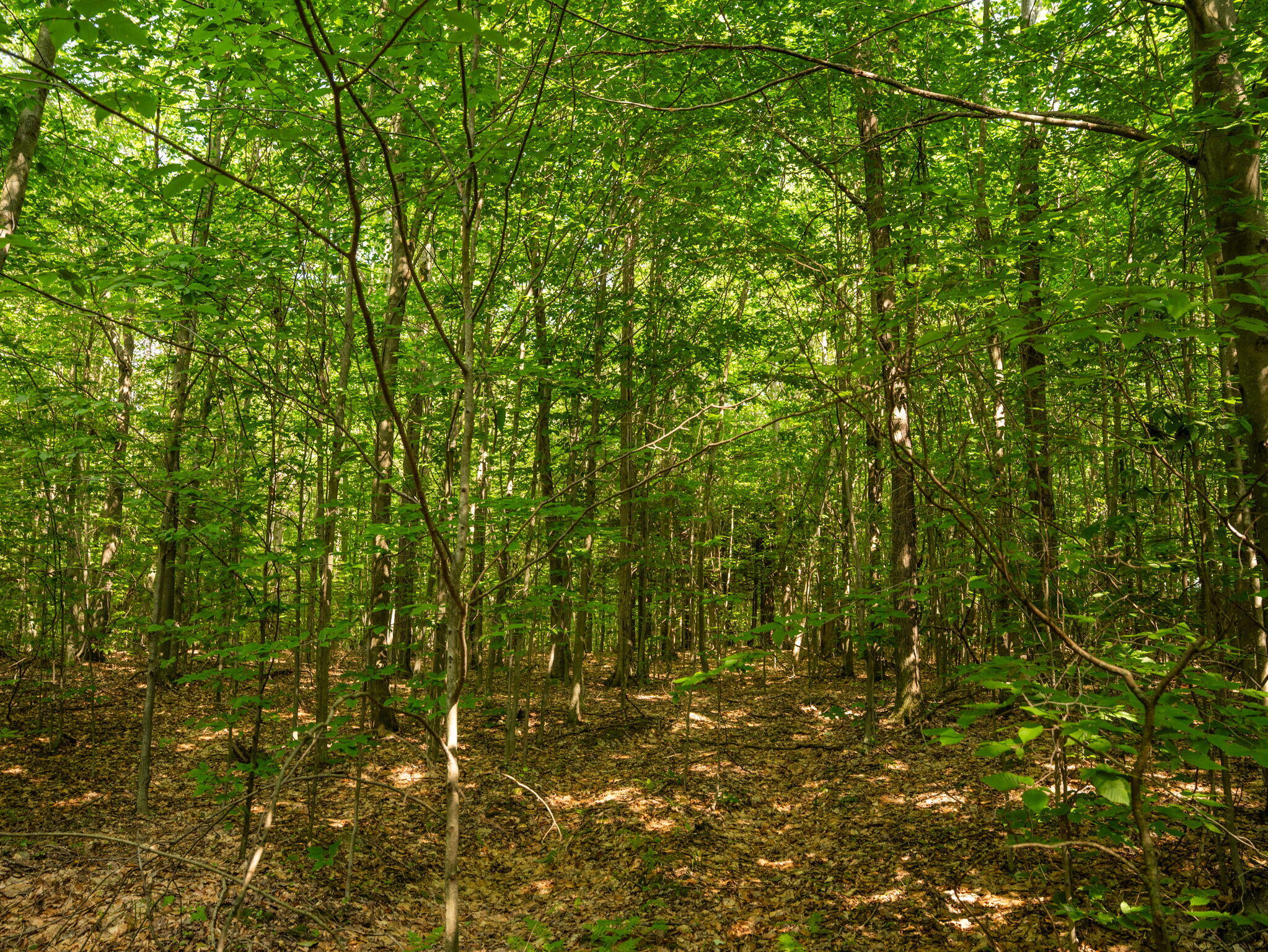 14739 9 Mile Road Property Photo 51