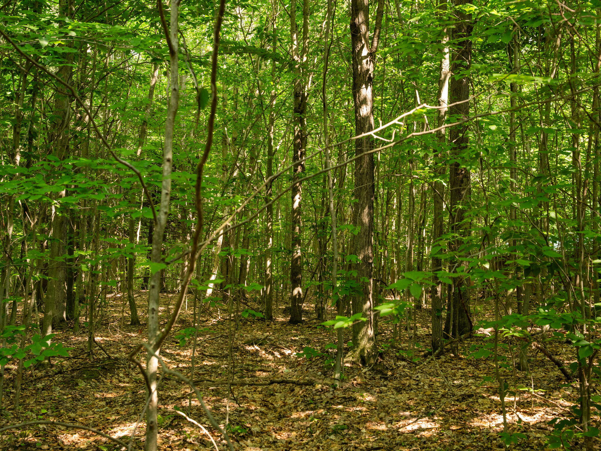 14739 9 Mile Road Property Photo 52