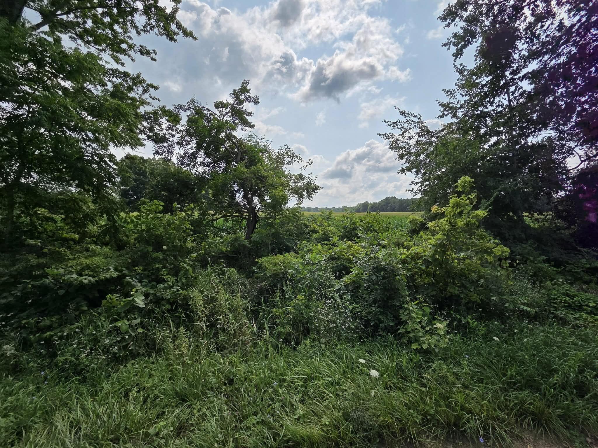 13 Mile Rd (parcel 3) Property Photo 2