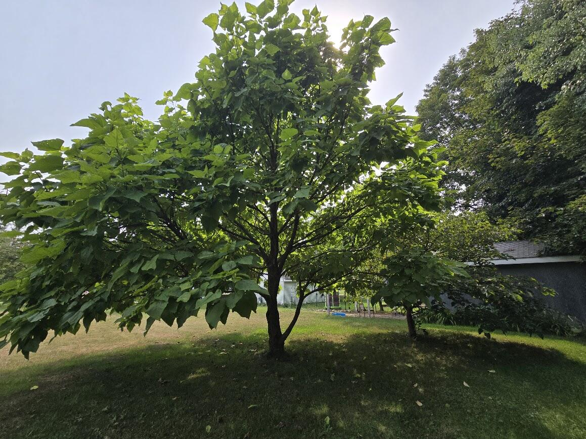 10702 Cutler Street Property Photo 23