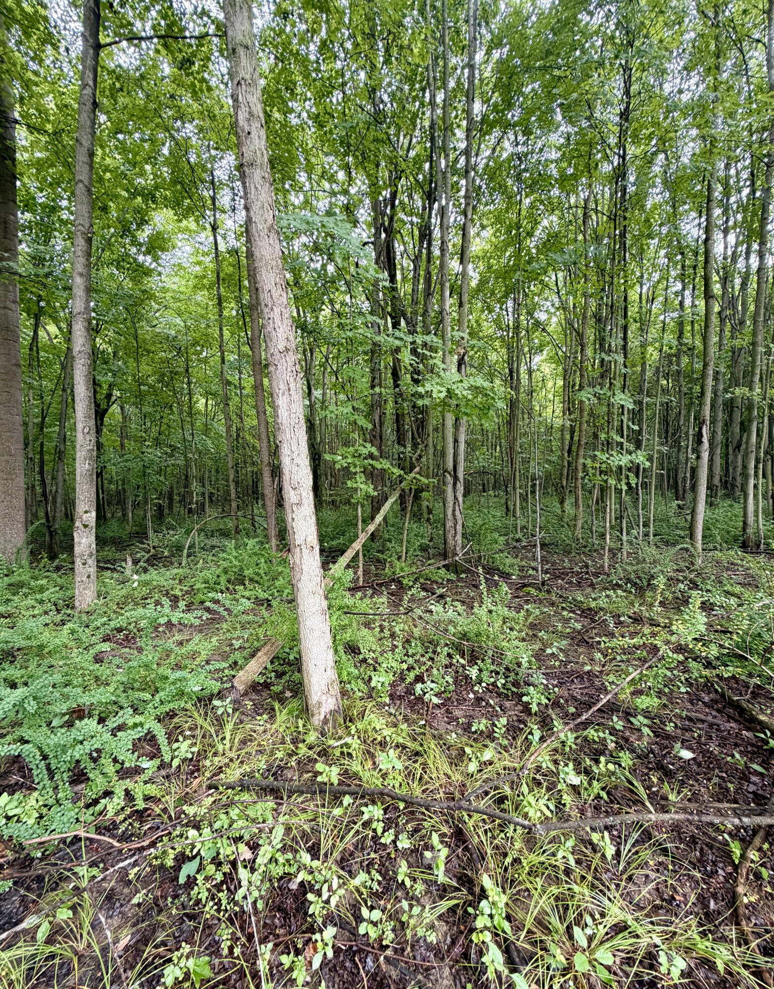 Lot 6 Christopher Lane Property Photo 2
