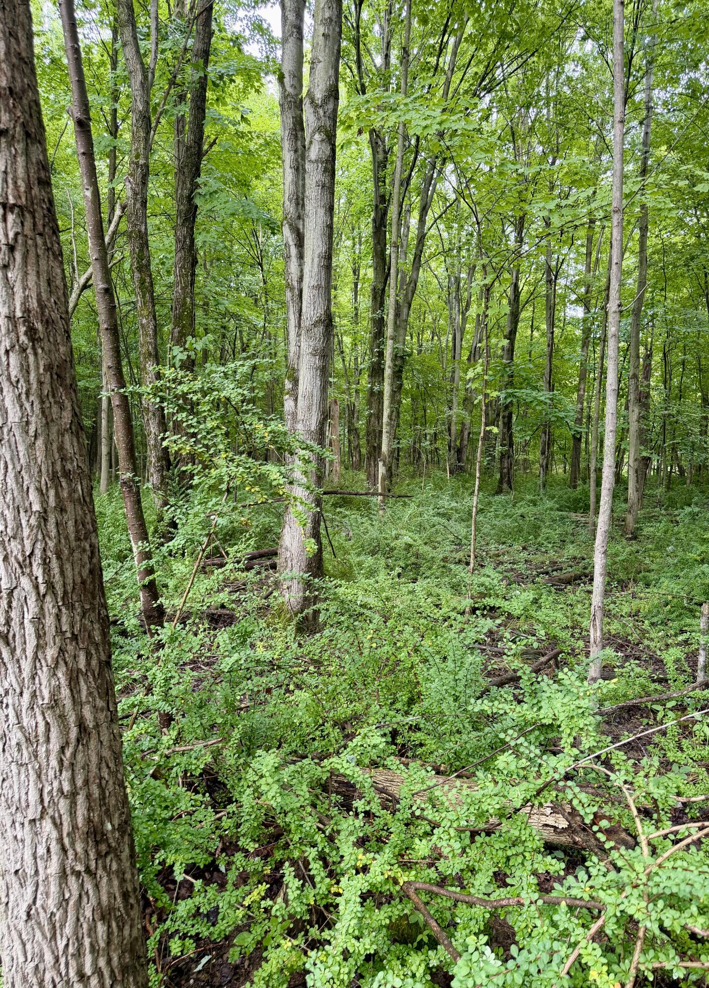 Lot 6 Christopher Lane Property Photo 6