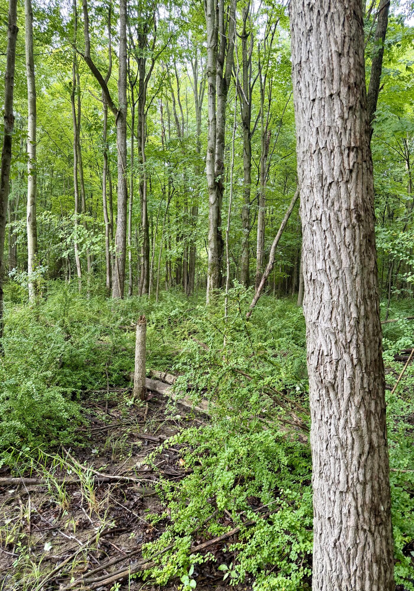 Lot 6 Christopher Lane Property Photo 8