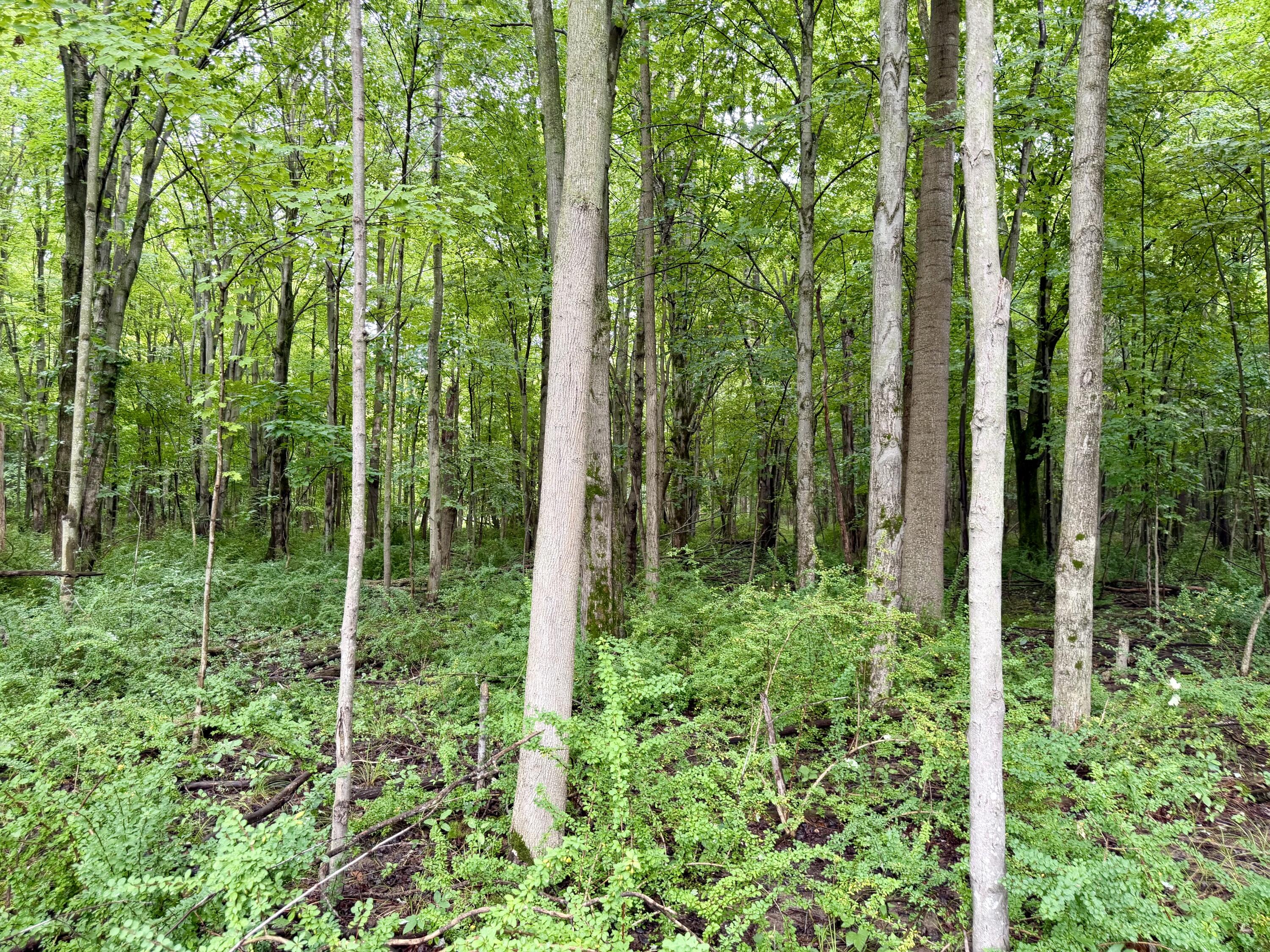 Lot 6 Christopher Lane Property Photo 9
