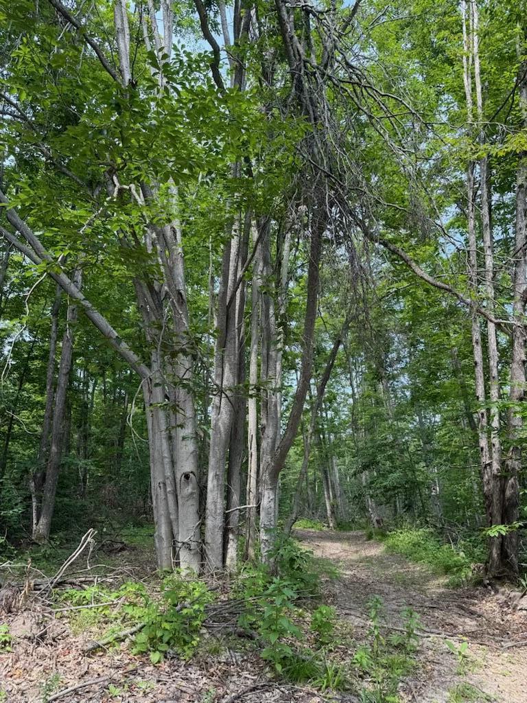 0 Padgett Road Property Photo 13