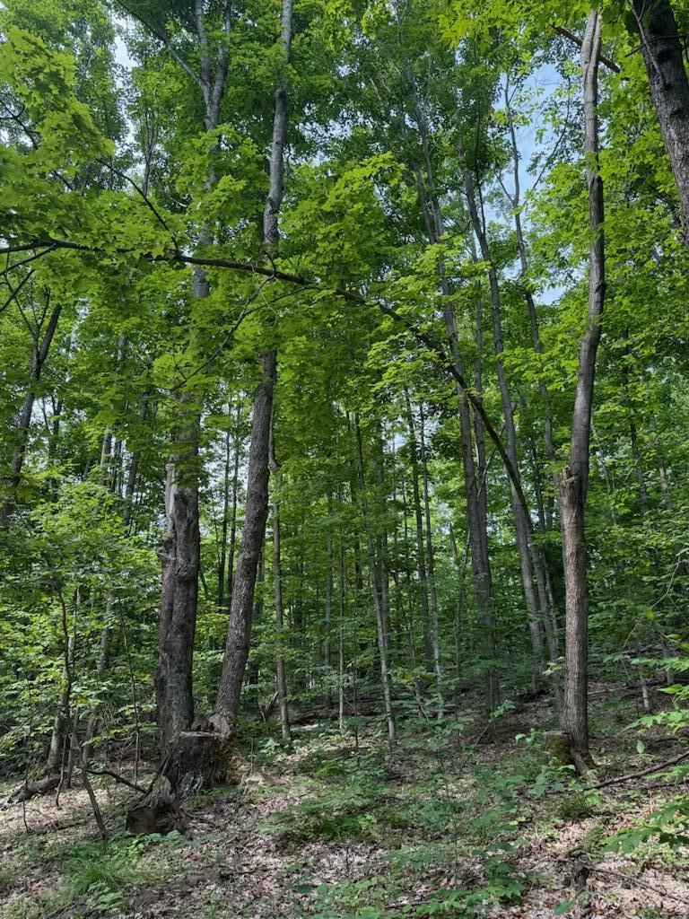 0 Padgett Road Property Photo 16
