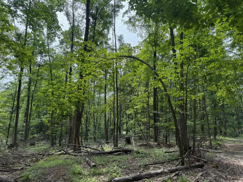 0 Padgett Road Property Photo 17