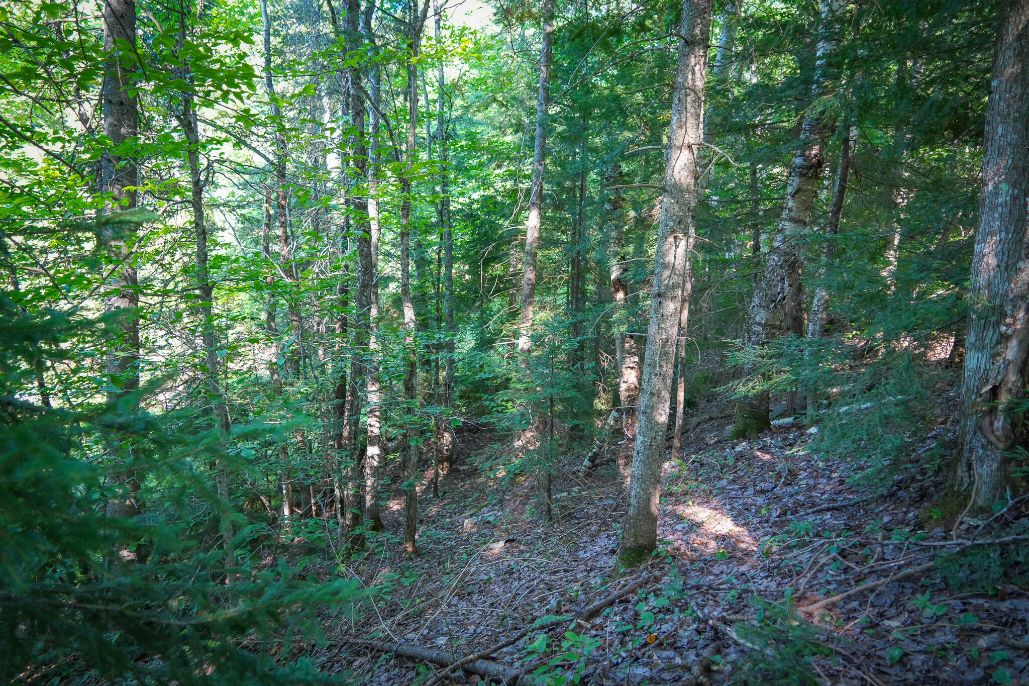 3505 N Timber Lost Road Property Photo 35