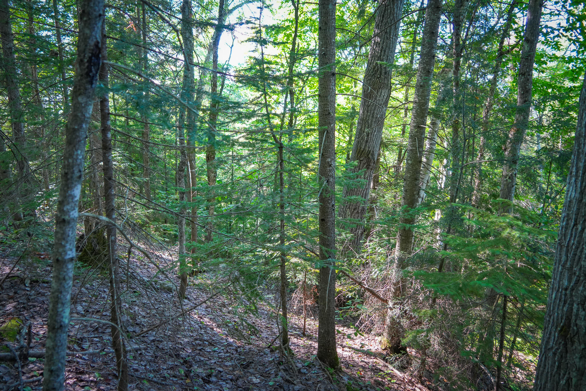 3505 N Timber Lost Road Property Photo 36