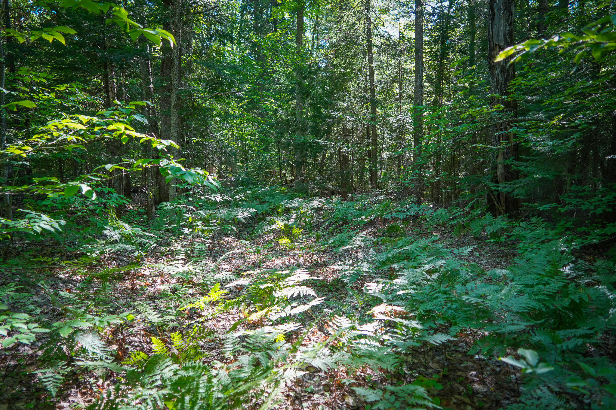 3505 N Timber Lost Road Property Photo 37