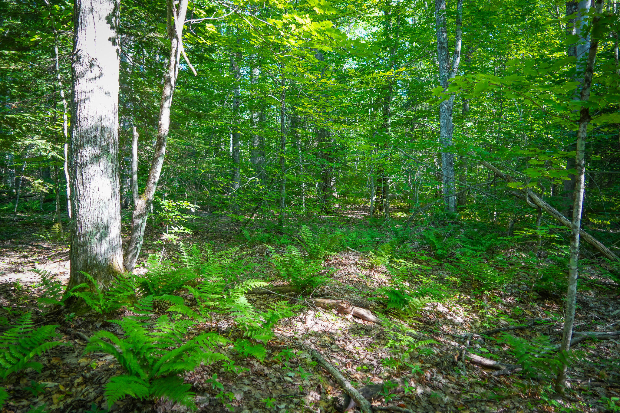 3505 N Timber Lost Road Property Photo 39