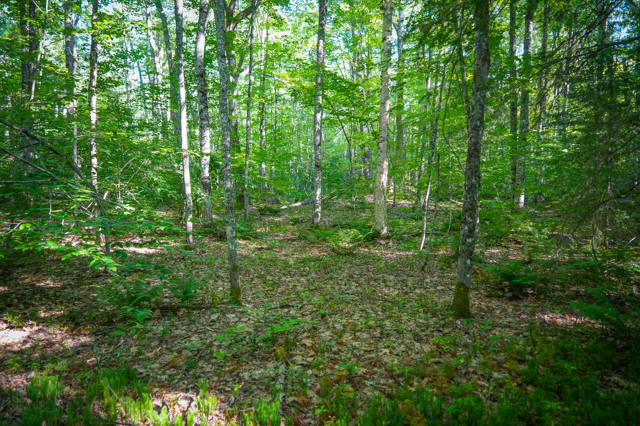 3505 N Timber Lost Road Property Photo 42