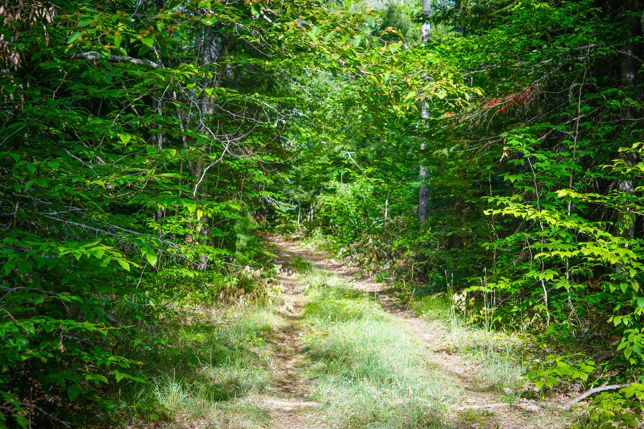 3505 N Timber Lost Road Property Photo 45