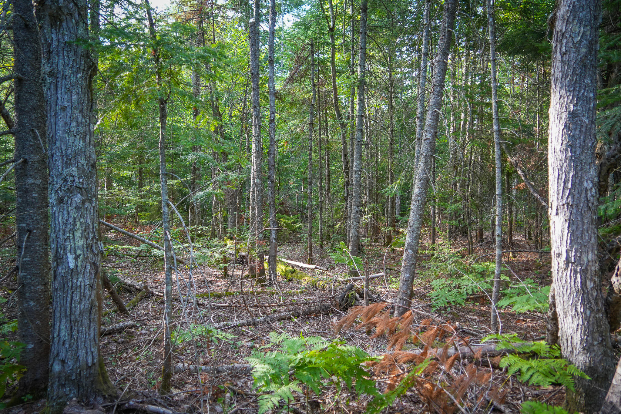 3505 N Timber Lost Road Property Photo 46