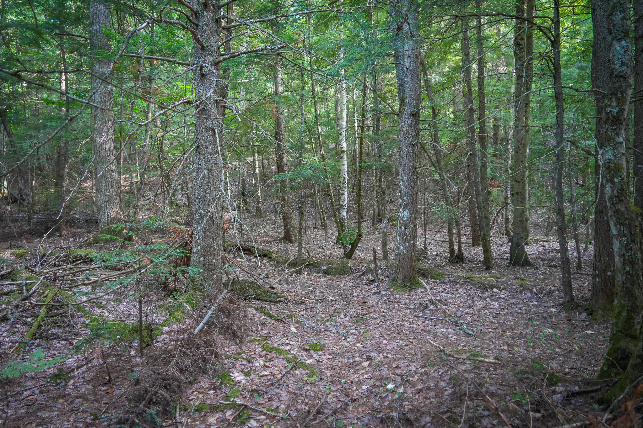 3505 N Timber Lost Road Property Photo 52