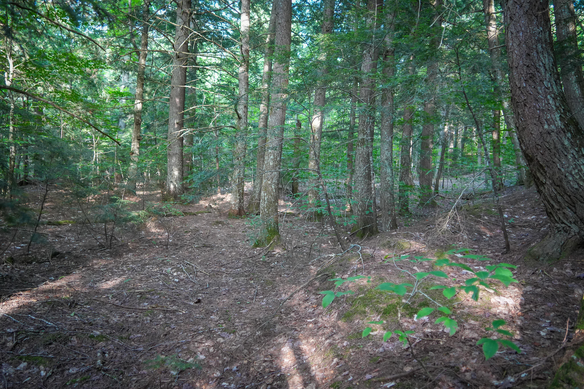 3505 N Timber Lost Road Property Photo 54