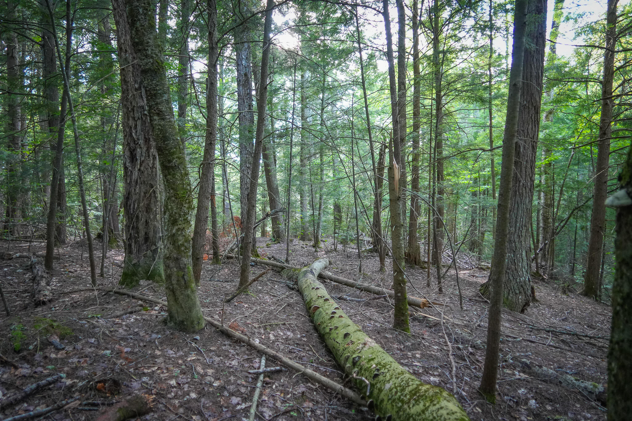 3505 N Timber Lost Road Property Photo 55