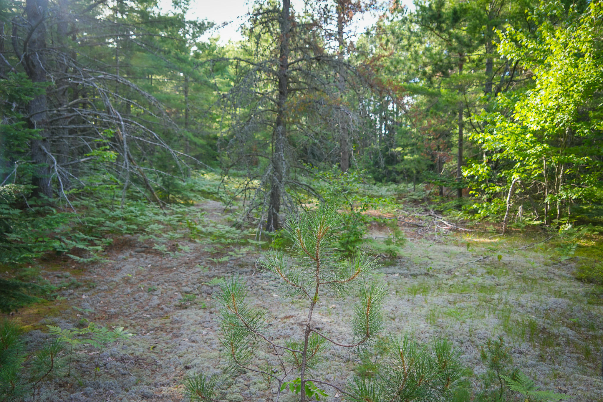 3505 N Timber Lost Road Property Photo 56