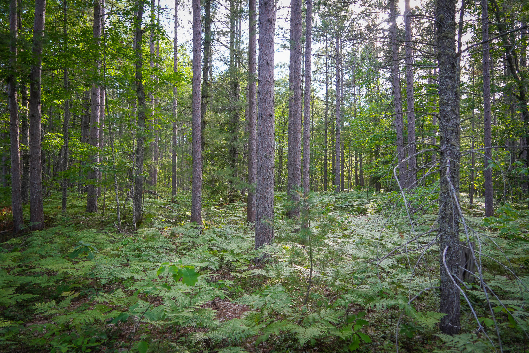 3505 N Timber Lost Road Property Photo 59