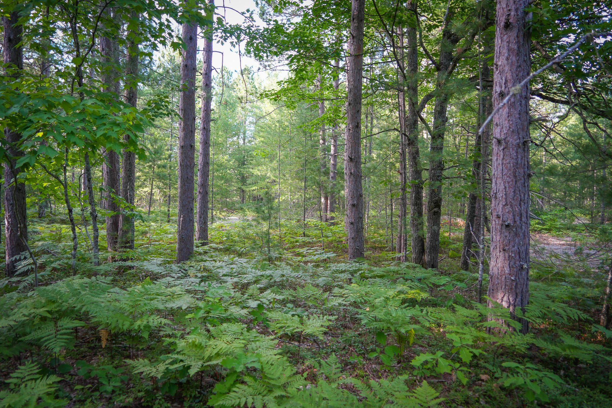 3505 N Timber Lost Road Property Photo 60