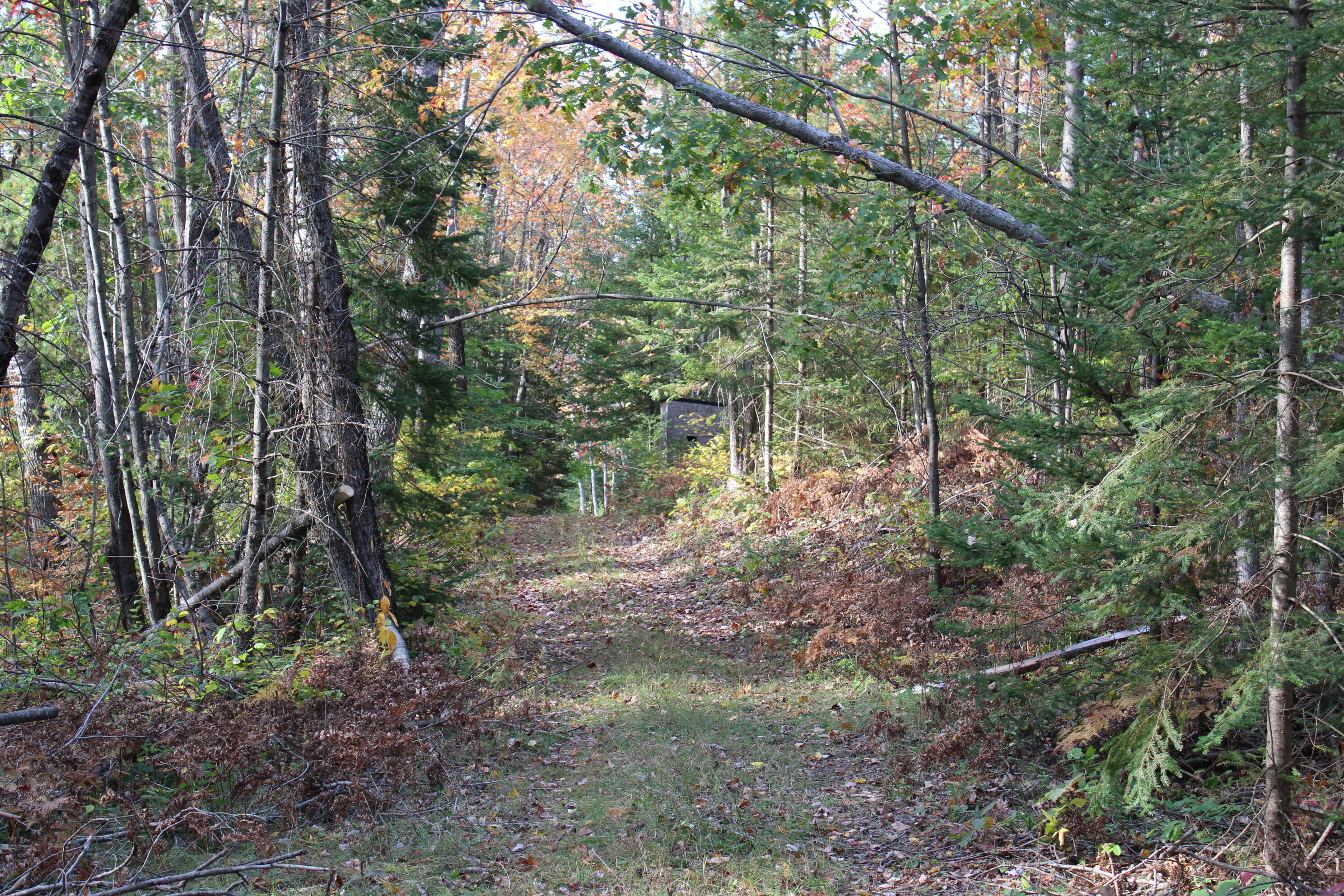 22006 Bowden Trail Property Photo 13