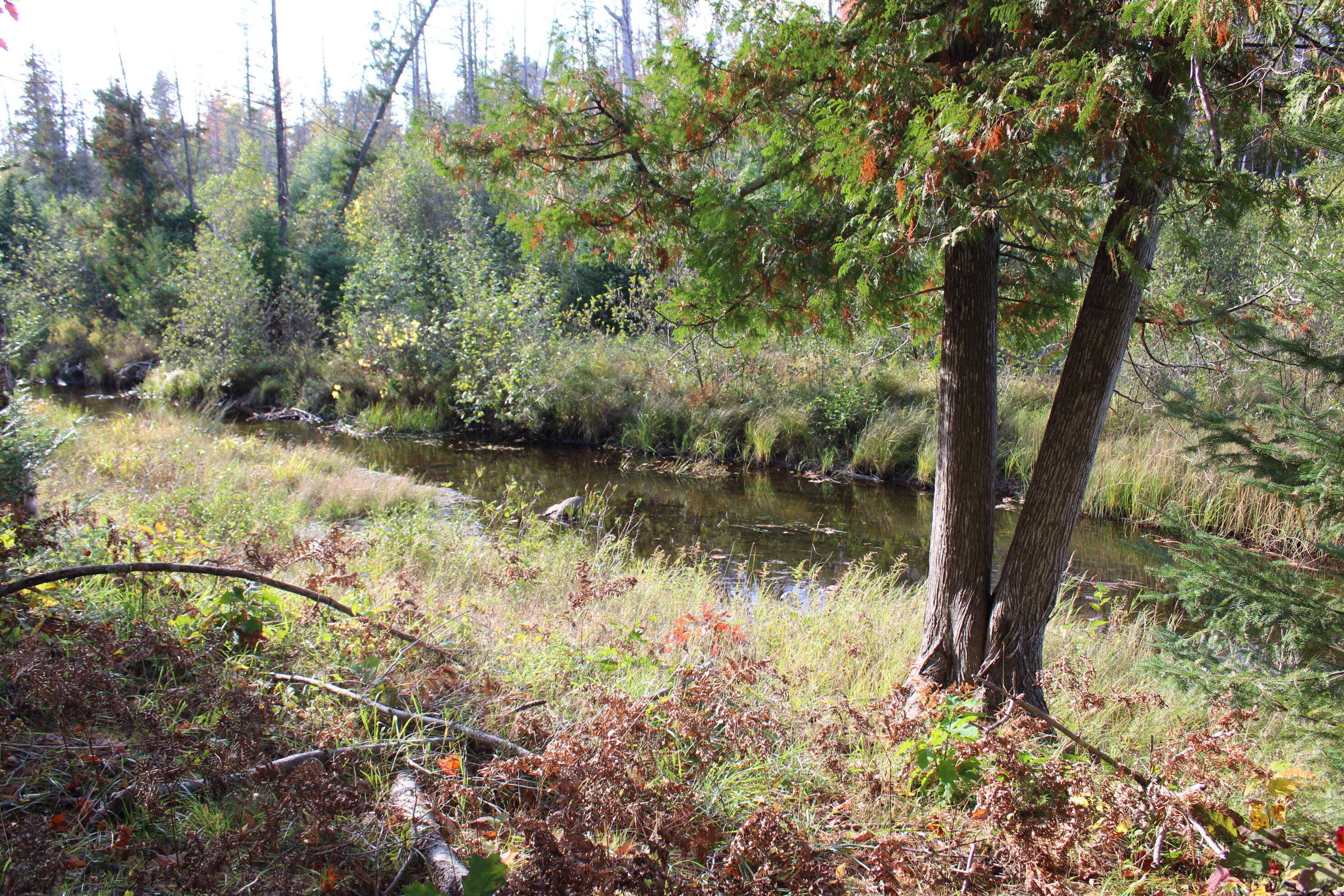 22006 Bowden Trail Property Photo 18