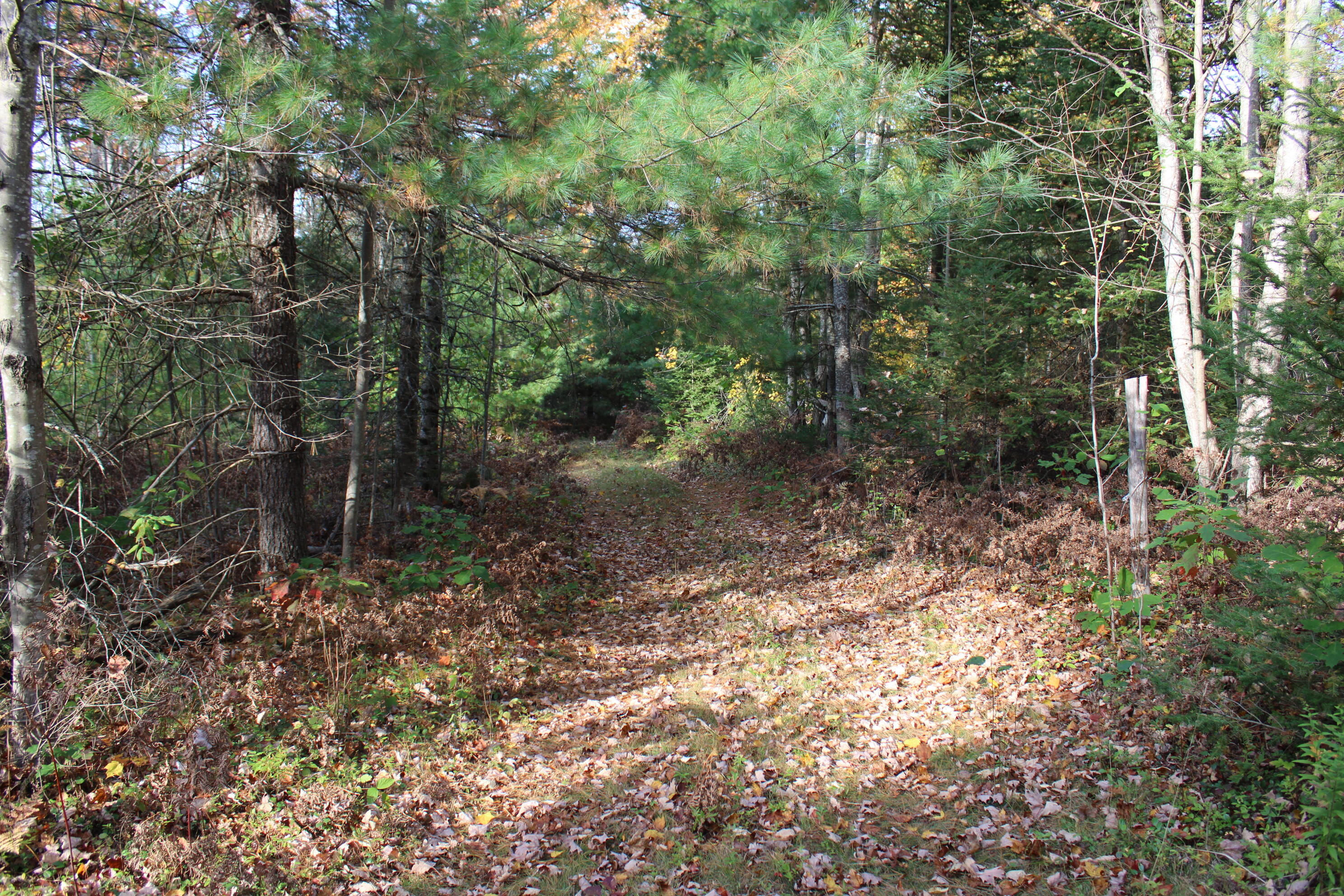 22006 Bowden Trail Property Photo 19