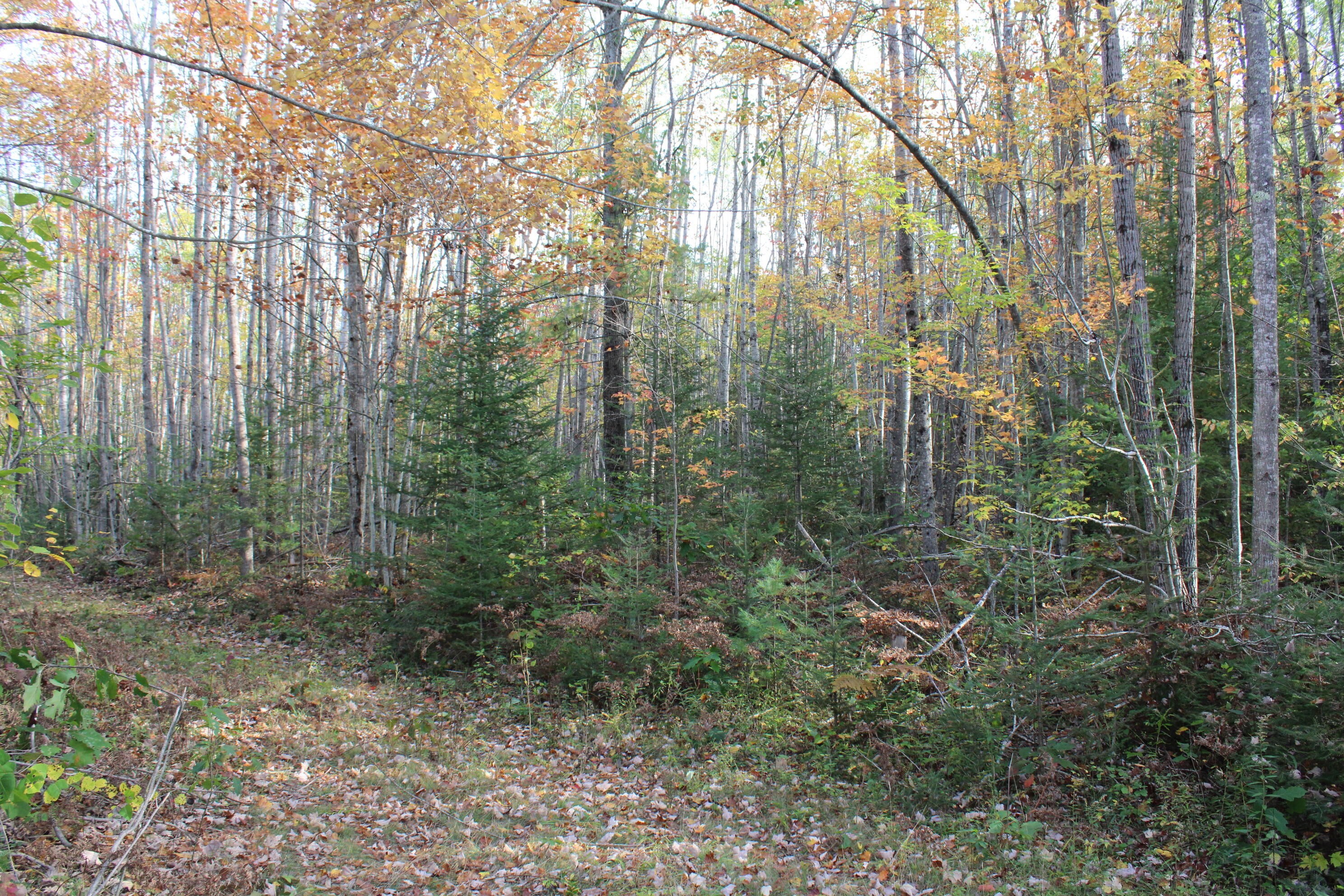 22006 Bowden Trail Property Photo 20