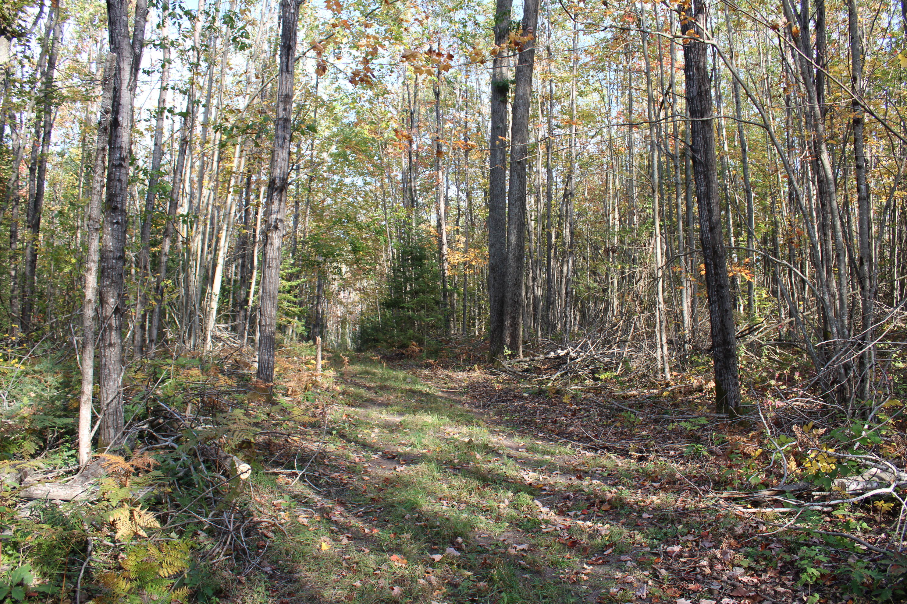 22006 Bowden Trail Property Photo 21
