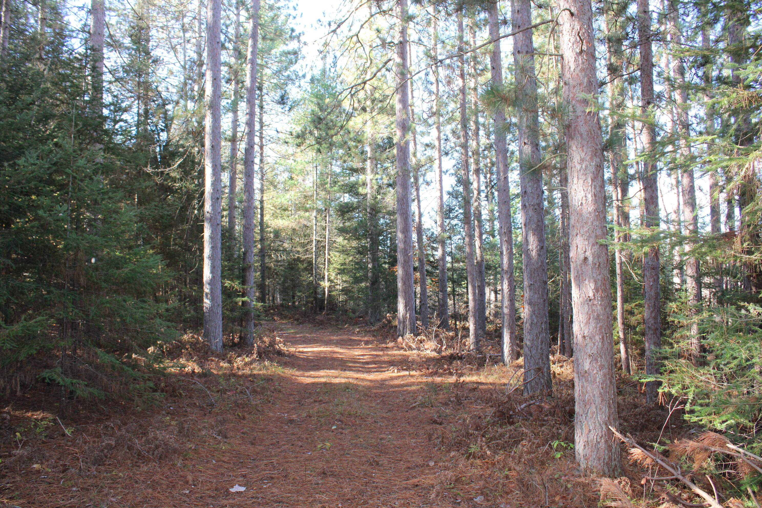 22006 Bowden Trail Property Photo 23