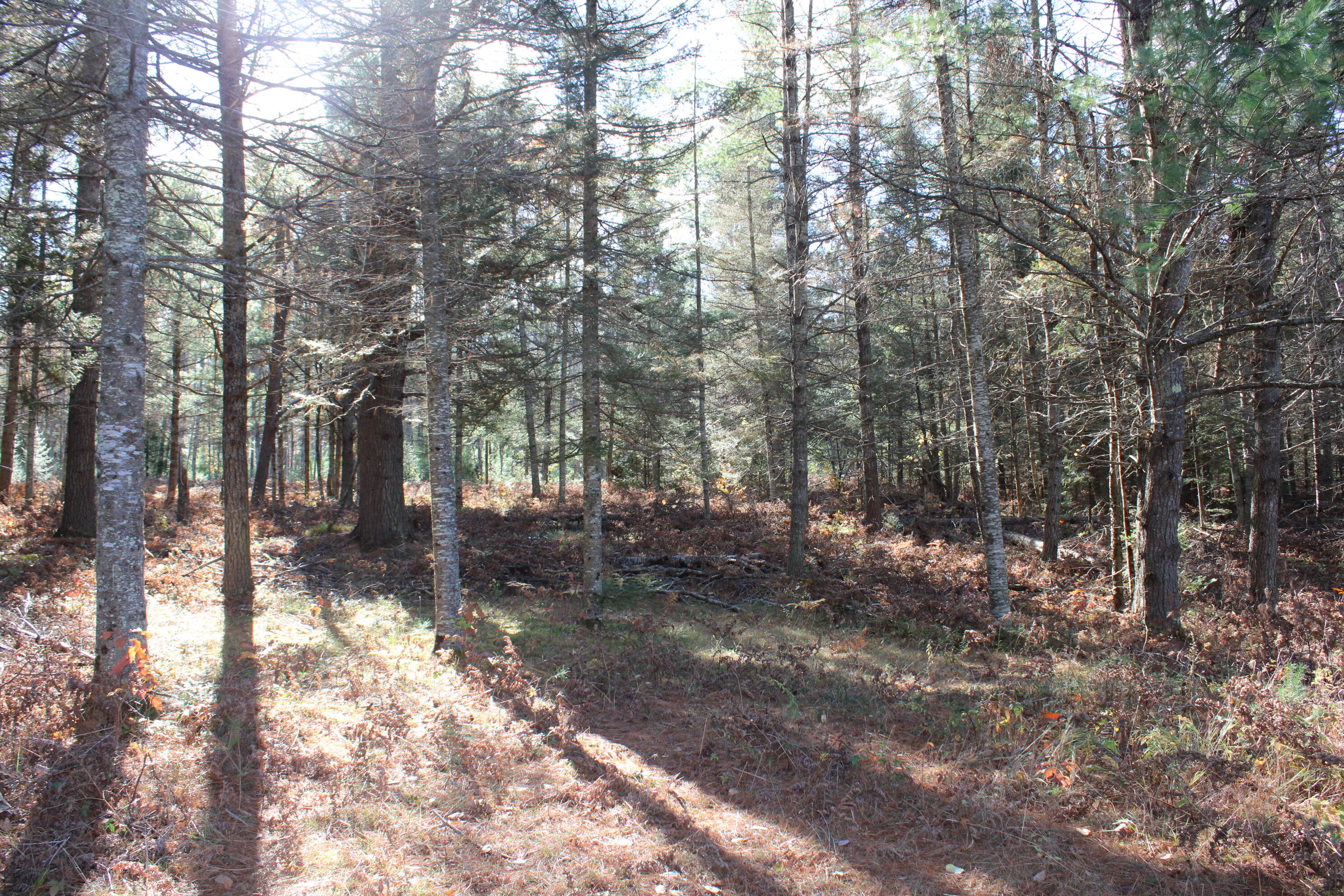 22006 Bowden Trail Property Photo 24