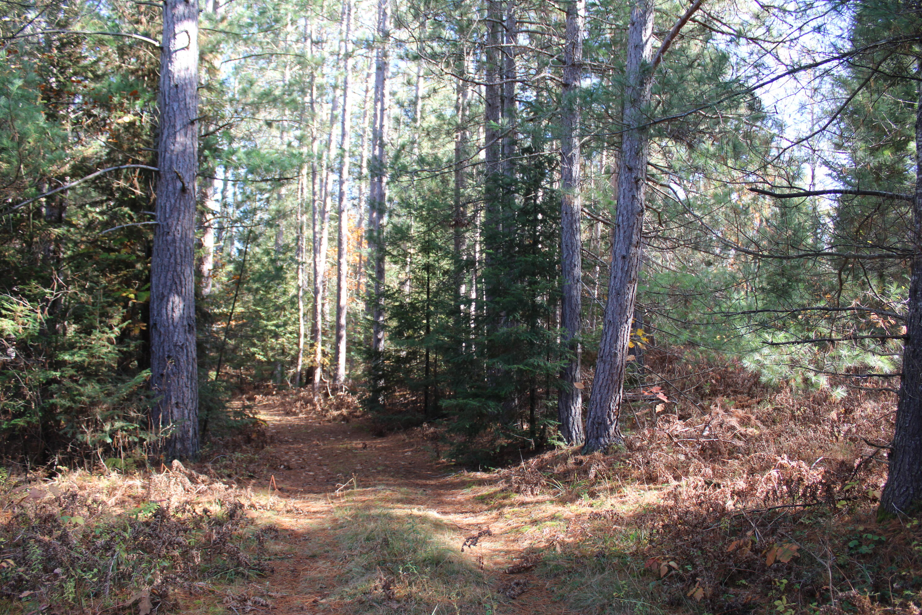 22006 Bowden Trail Property Photo 27