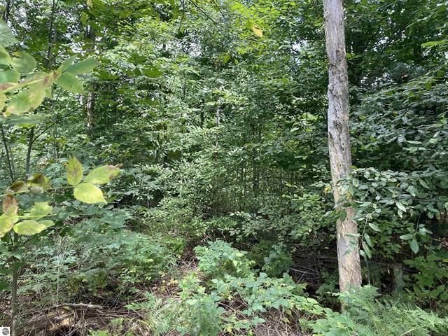 0 White Pine Drive Property Photo 13