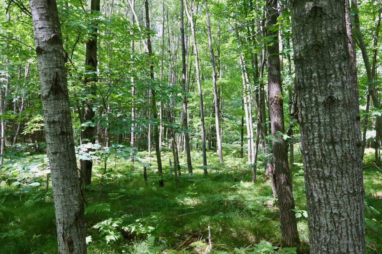 V/l 7 Mile Road Property Photo 11