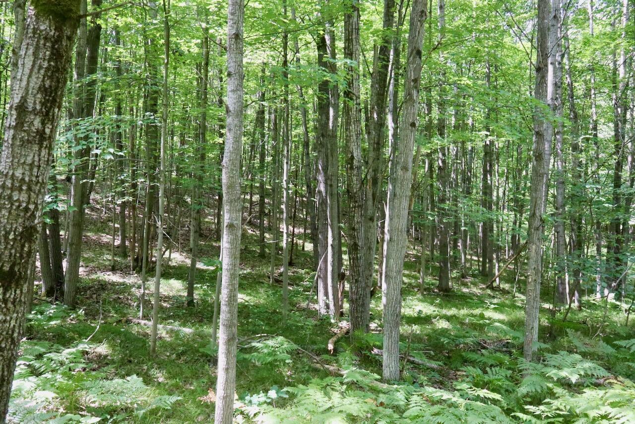 V/l 7 Mile Road Property Photo 12