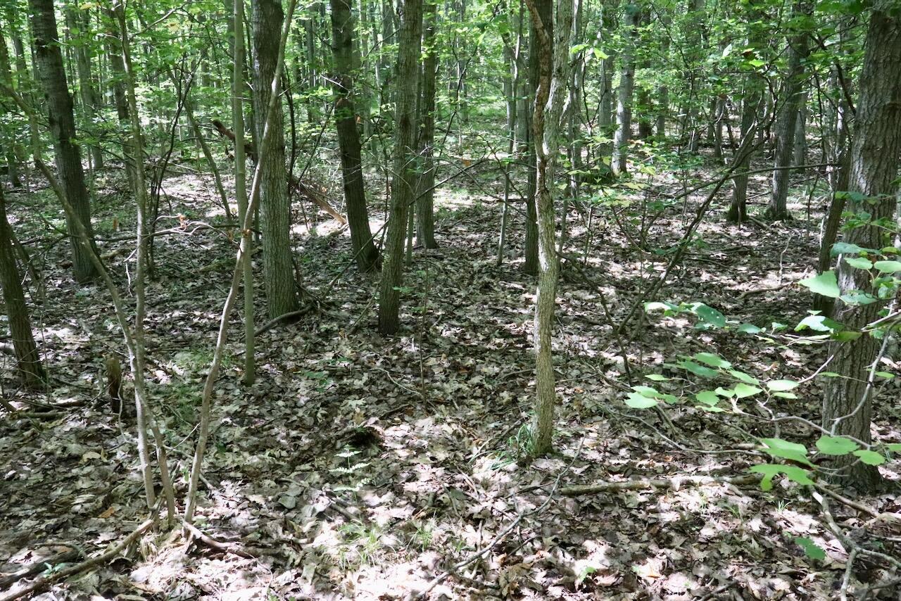 V/l 7 Mile Road Property Photo 18