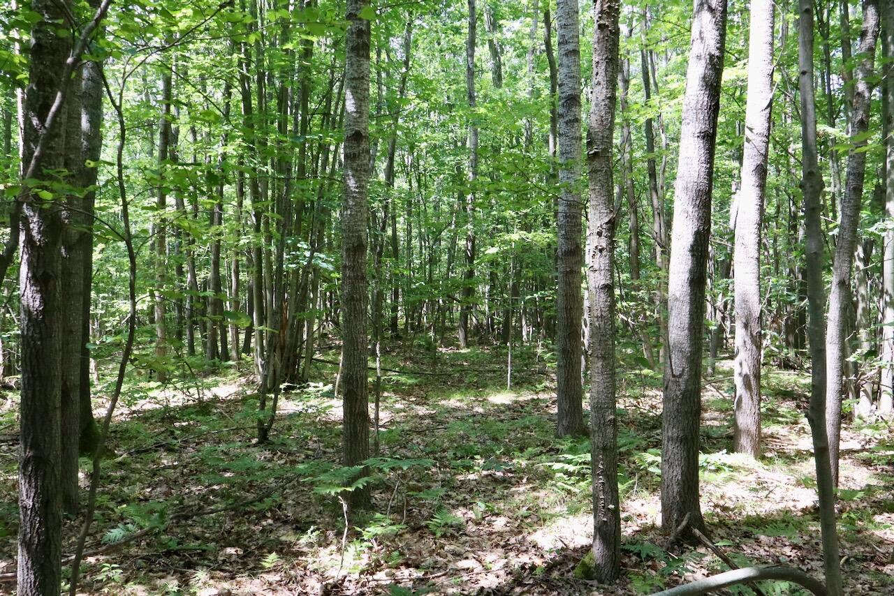 V/l 7 Mile Road Property Photo 22