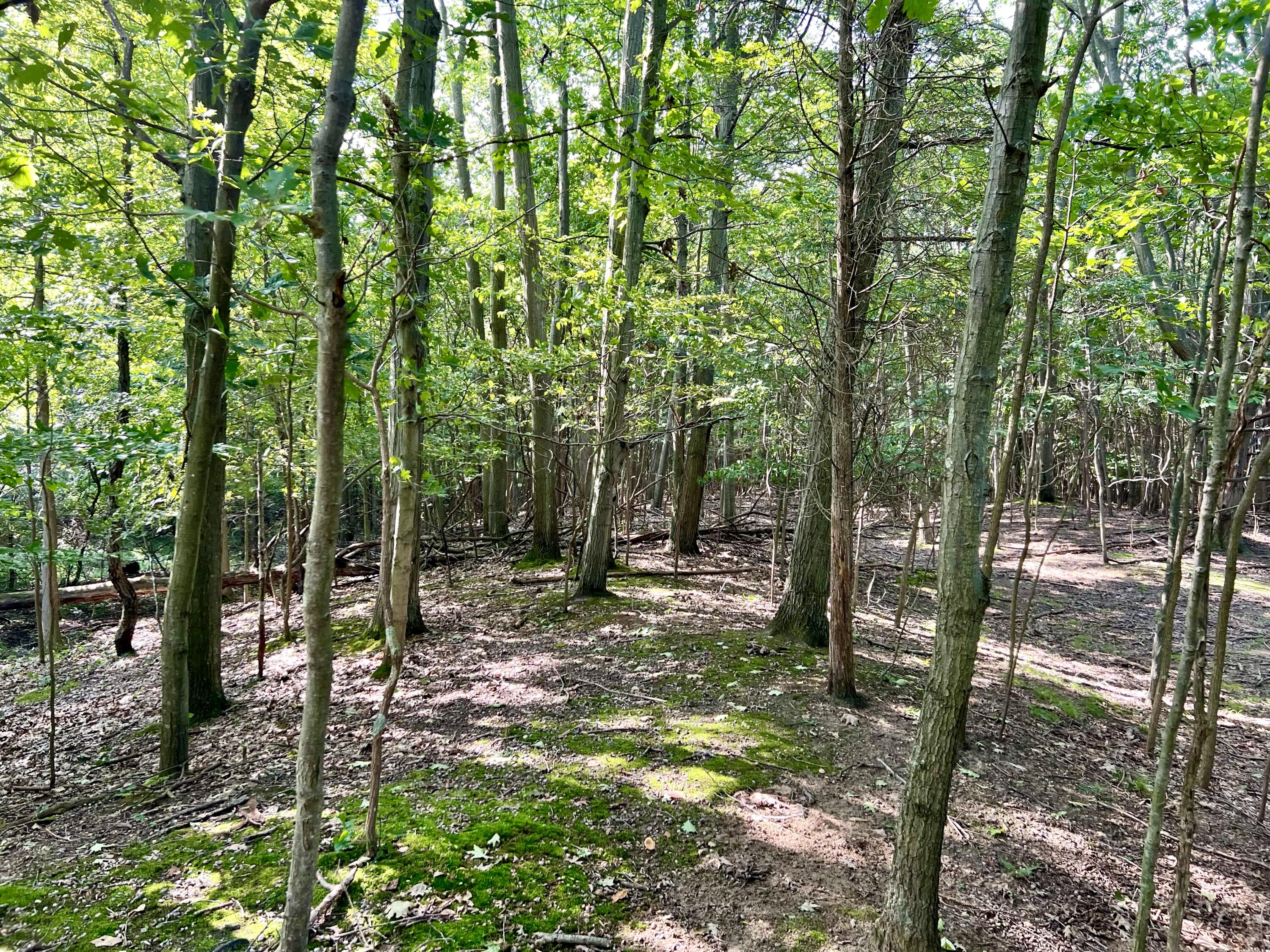 1735 N Darling Lane Property Photo 60