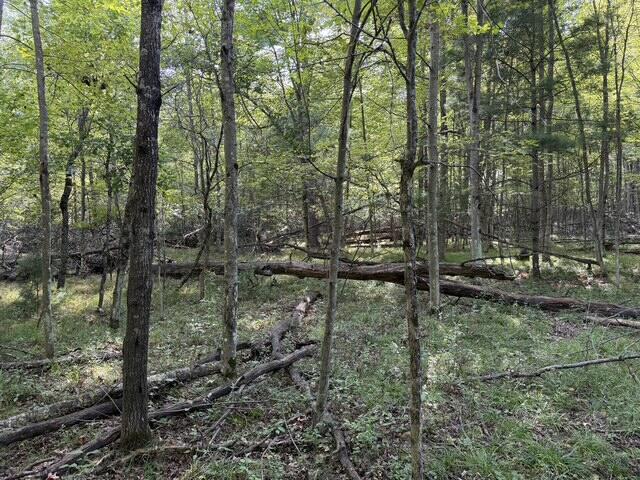 V/l Timber Trail Property Photo 3