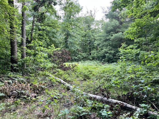 10381 Woodland Lane Property Photo 3