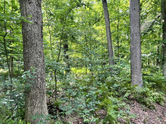 10381 Woodland Lane Property Photo 4