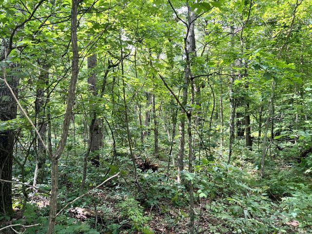 10381 Woodland Lane Property Photo 5