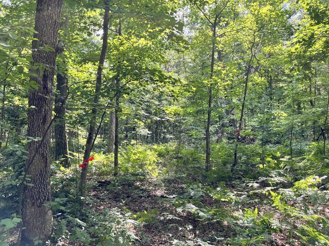 10381 Woodland Lane Property Photo 7