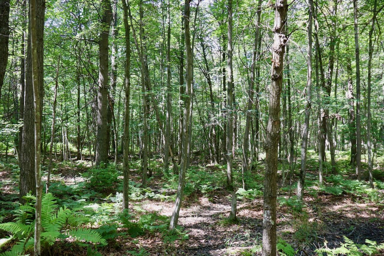 2074 W Olson Road Property Photo 11