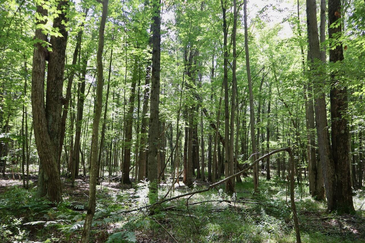 2074 W Olson Road Property Photo 101