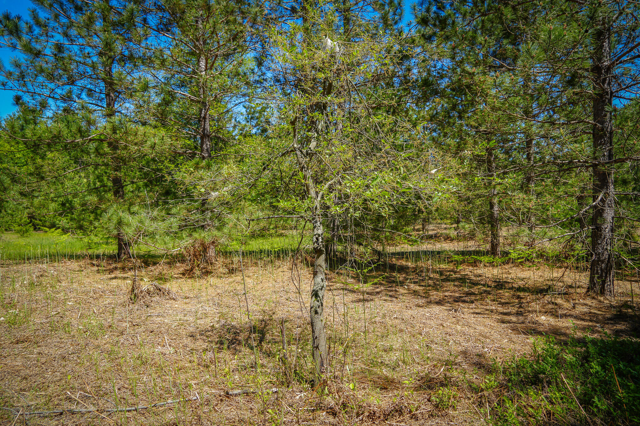 Parcel 2 Makinen Road Property Photo 3