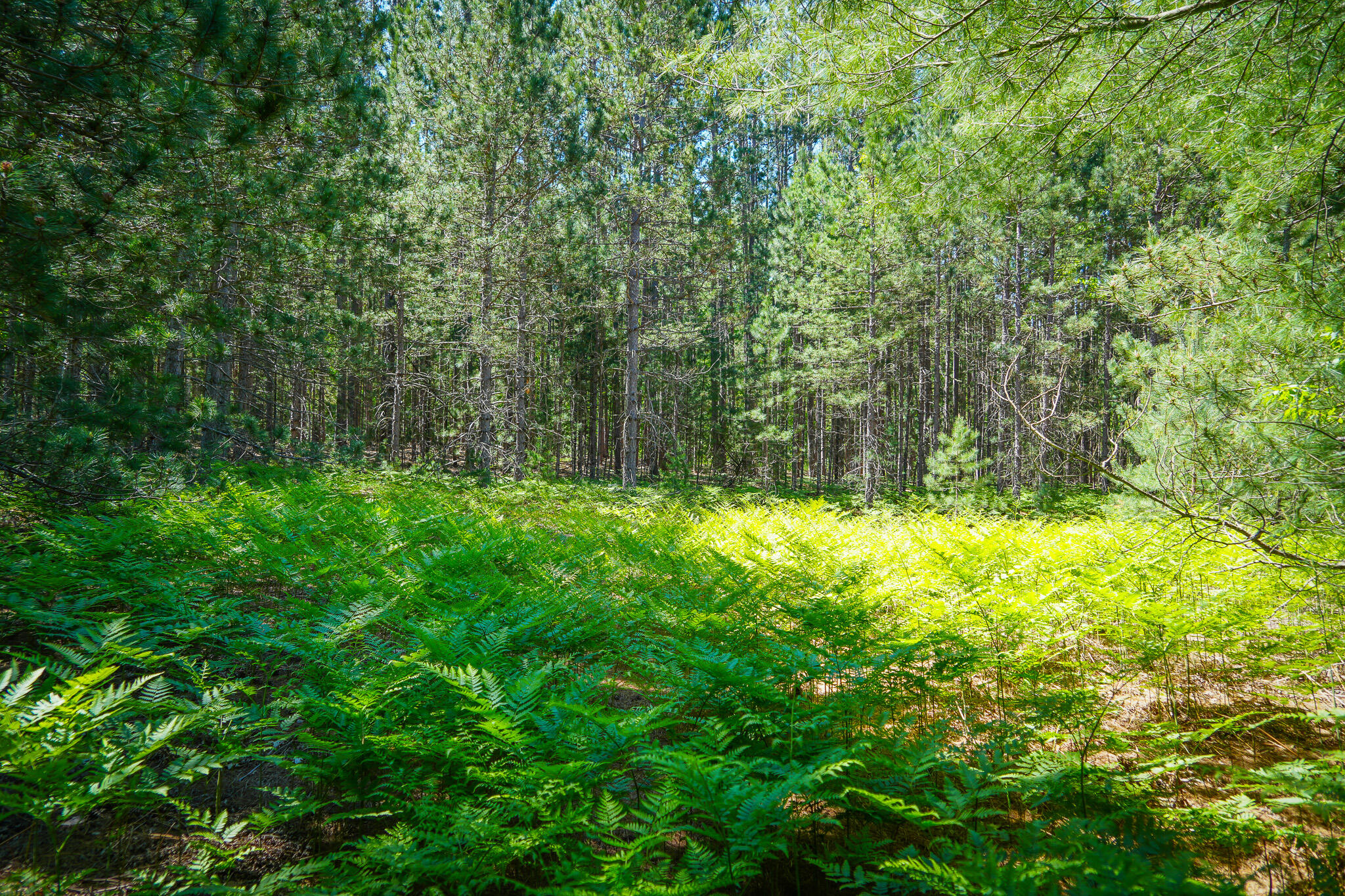 Parcel 2 Makinen Road Property Photo 31